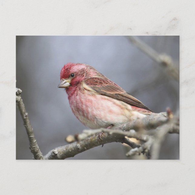 Lila Finch Vykort (Framsida)