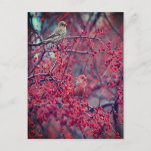 Lila Finches Vykort