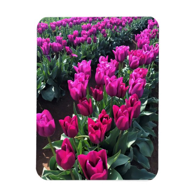Lila Flagga Tulips, Oregon Magnet (Vertikal)