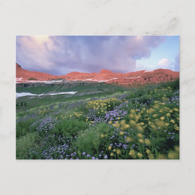 Lila Fleaban (erigeron peremalus) och Gult Vykort (Framsida)