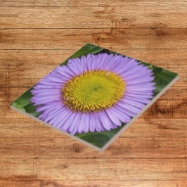 Lila Fleabane Daisy Blommigt Kakelplatta