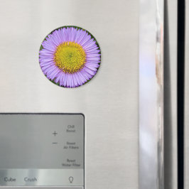Lila Fleabane Daisy Blommigt Magnet