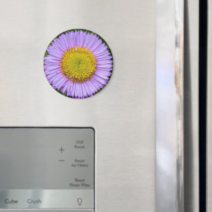 Lila Fleabane Daisy Blommigt Magnet