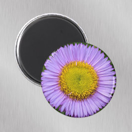 Lila Fleabane Daisy Blommigt Magnet