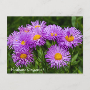 Lila Fleabane (Erigeron) Blommor - vykort
