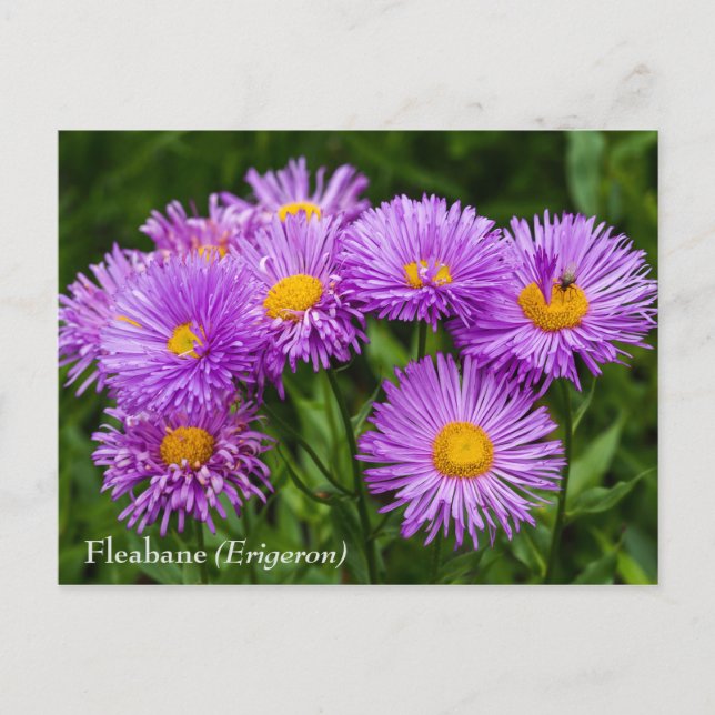 Lila Fleabane (Erigeron) Blommor - vykort (Framsida)