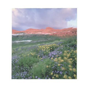 Lila Fleabane (erigeron peregrinus) och Gul Anteckningsblock