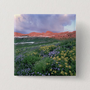 Lila Fleabane (erigeron peregrinus) och Gul Knapp