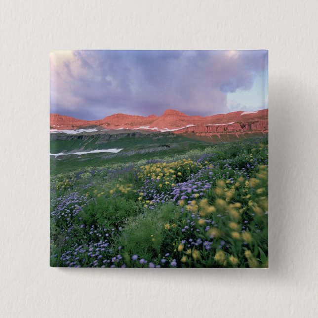 Lila Fleabane (erigeron peregrinus) och Gul Knapp (Framsida)