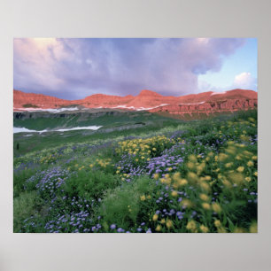 Lila Fleabane (erigeron peregrinus) och Gul Poster