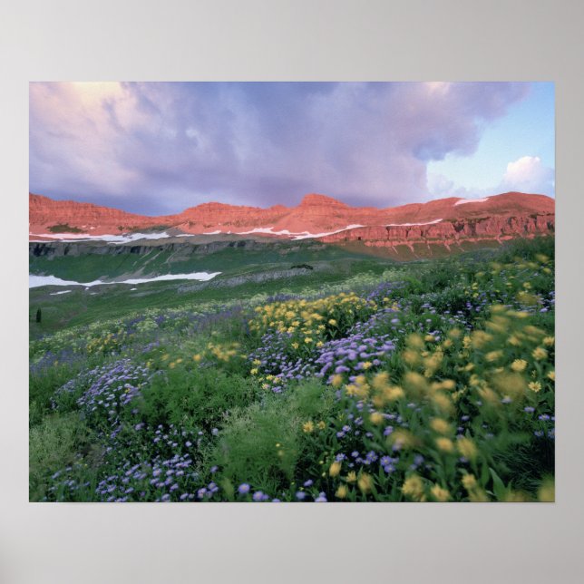 Lila Fleabane (erigeron peregrinus) och Gul Poster (Framsidan)