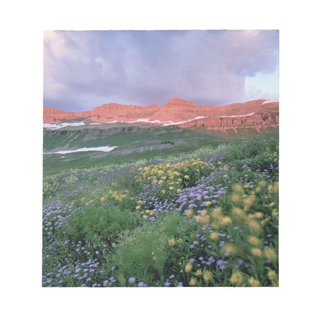 Lila Fleabane (erigeron peregrinus) och Gult Anteckningsblock (Framsida)