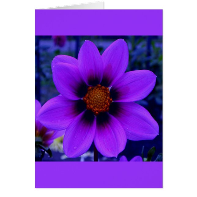 Lila Flower at Dusk Card Hälsningskort (Framsidan)