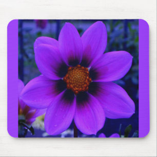 Lila Flower at Dusk Musmatta