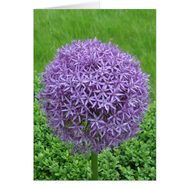 Lila Flower Boll Hälsningskort (Framsidan)