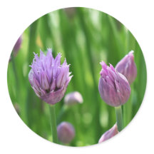 Lila Flower Chives Blommar