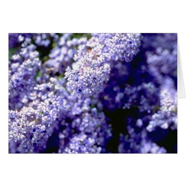 Lila Flower Hälsningskort (Framsidan Horizontal)