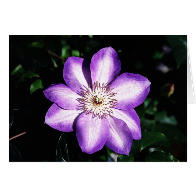 Lila Flower Hälsningskort (Framsidan Horizontal)