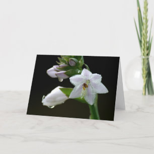 Lila Flower Kort