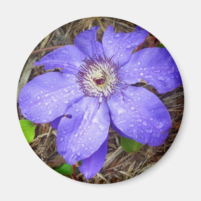 Lila Flower Magnet (Framsidan)