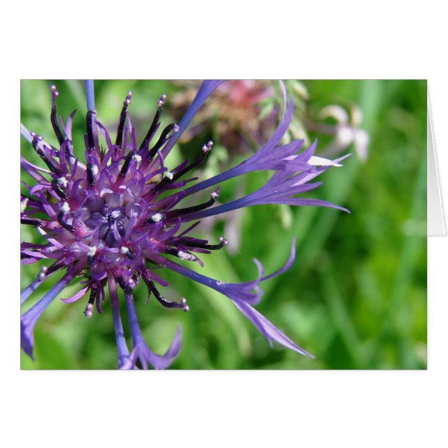 Lila Flower Makro Photo Hälsningskort (Framsidan Horizontal)