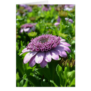 Lila Flower OBS Kort