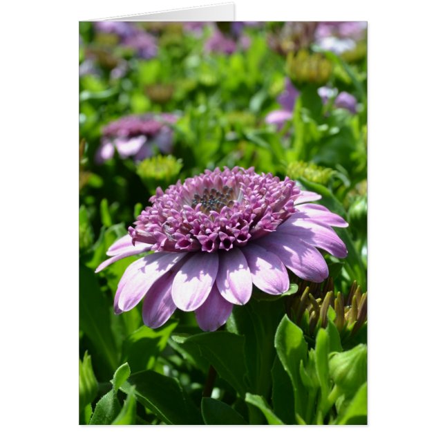 Lila Flower OBS Kort (Framsidan)