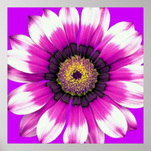 Lila Flower Poster