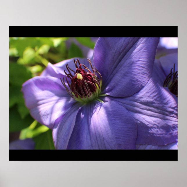Lila Flower Poster (Framsidan)