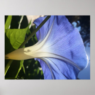 Lila Flower Poster