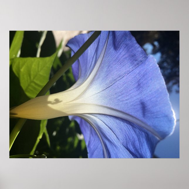 Lila Flower Poster (Framsidan)
