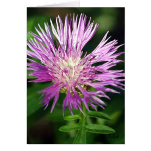 Lila Flower, S Cyr Hälsningskort