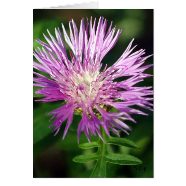 Lila Flower, S Cyr Hälsningskort (Framsidan)