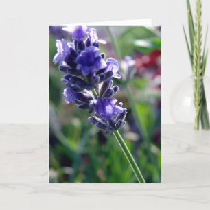 Lila Flower Spike Kort