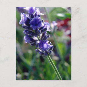 Lila Flower Spike Vykort