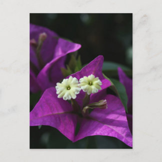 Lila Flower Vykort