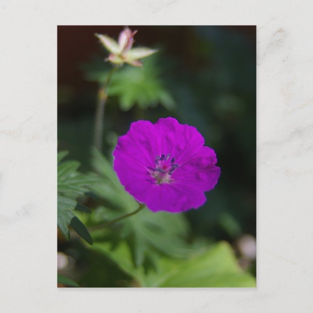 Lila Flower Vykort (Framsida)