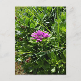 Lila Flower Vykort