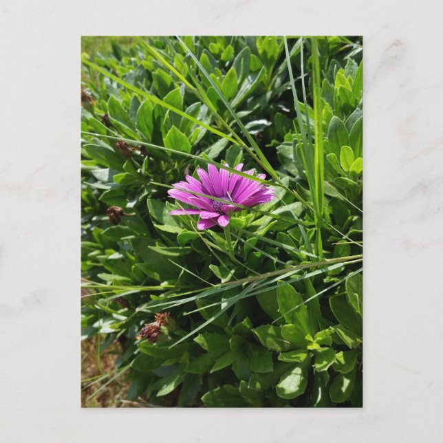 Lila Flower Vykort (Framsida)