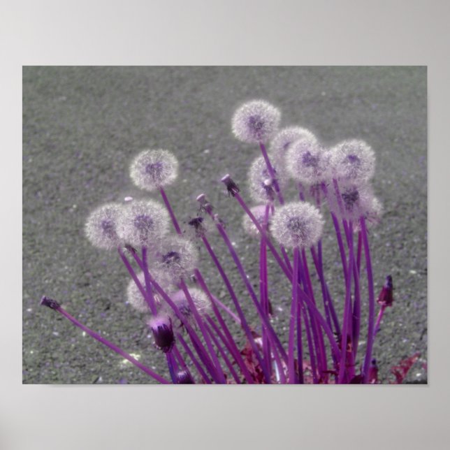 Lila Fluffy Dandelions Abstrakt Flowers Poster (Framsidan)