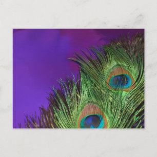Lila Foil Peacock Vykort