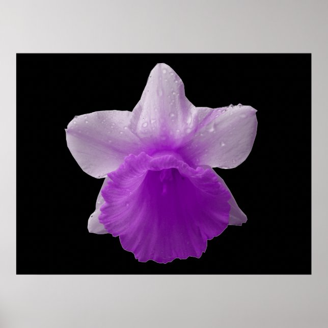 Lila för avskärmning av avskärmning poster (Framsidan)