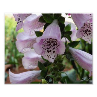 Lila Foxglove Fototryck