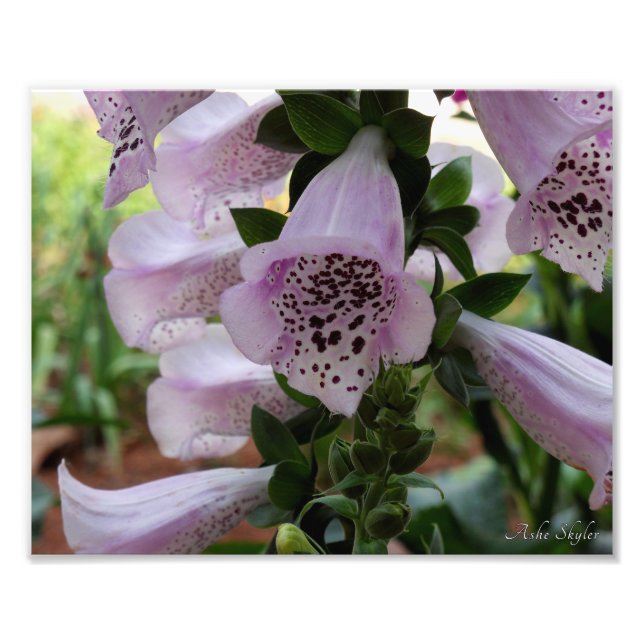 Lila Foxglove Fototryck (Framsidan)