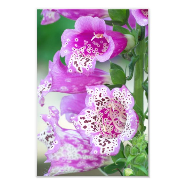 Lila Foxglove i Fullt Bloom Fototryck (Framsidan)