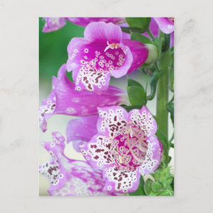 Lila Foxglove i Fullt Bloom Vykort
