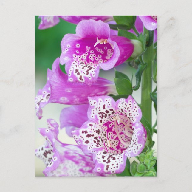 Lila Foxglove i Fullt Bloom Vykort (Framsida)