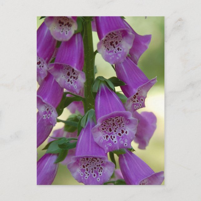 Lila Foxglove-vykort Vykort (Framsida)