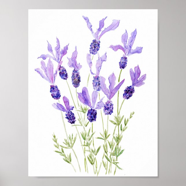 lila Fransk lavender vattenfärg Poster (Framsidan)