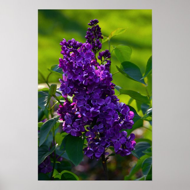 Lila Fransk Lilac Poster (Framsidan)